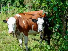 Enjoy fresh milk from koikoi cattle