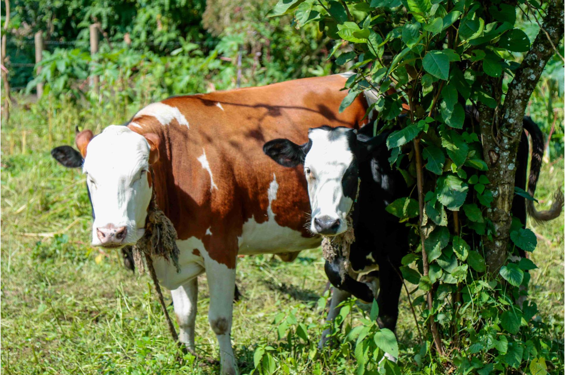 Enjoy fresh milk from koikoi cattle