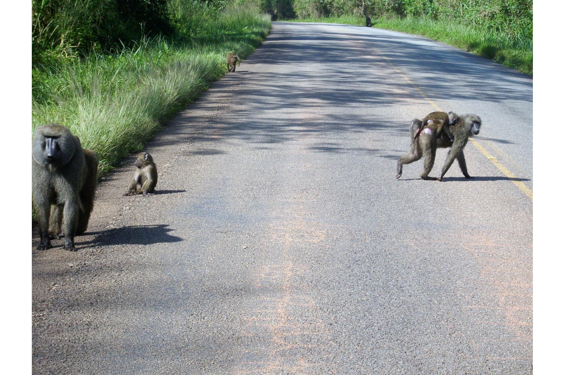 Road near Kibale National Forest